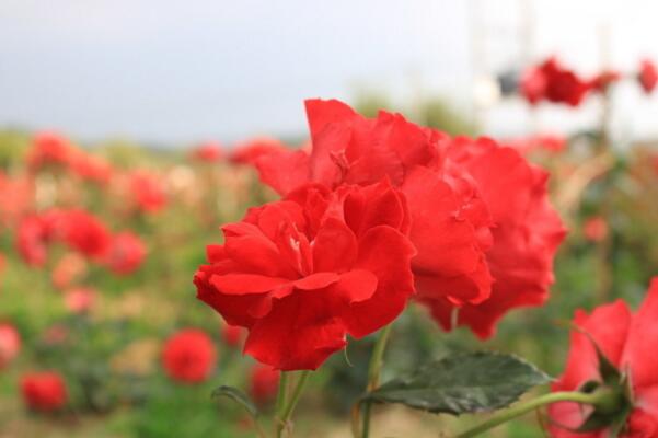 玫瑰花在什么地方生长,保加利亚玫瑰到处盛开(玫瑰之邦)