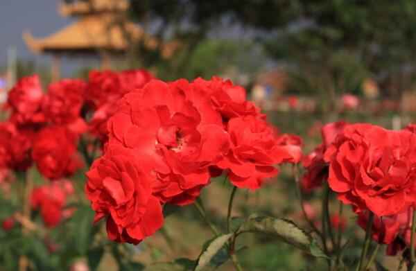 玫瑰花在什么地方生长,保加利亚玫瑰到处盛开(玫瑰之邦)