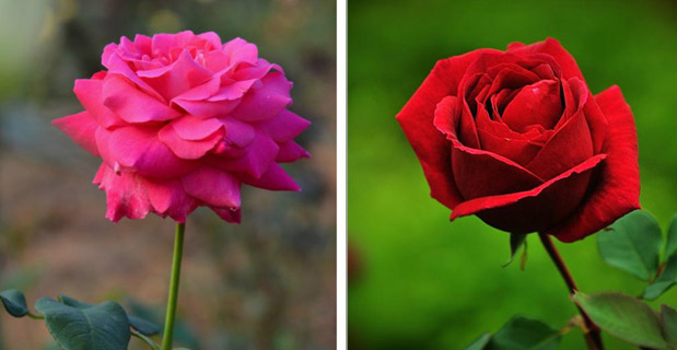 月季和玫瑰的区别图,叶子花朵有差距(超级简单)