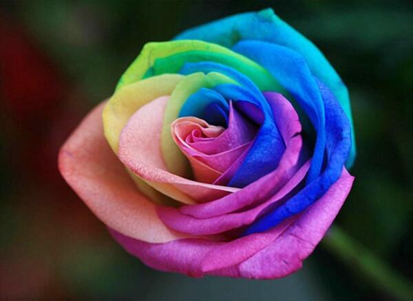 彩虹玫瑰是染色的吗,彩虹玫瑰是染色而成(附自制教程)
