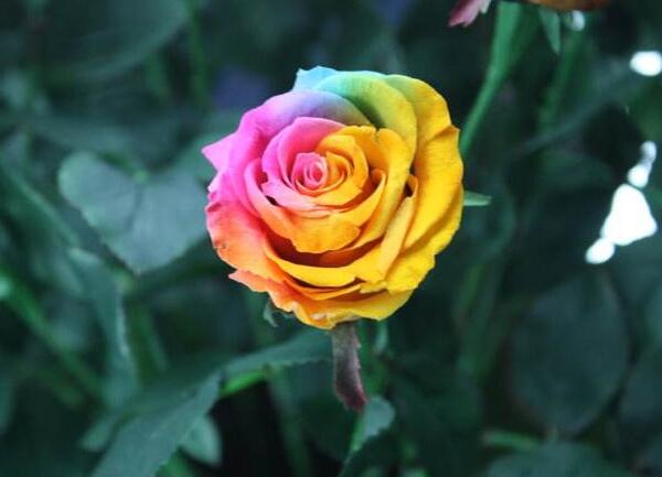 彩虹玫瑰多少钱一朵,七彩玫瑰价格大全(最贵一支上千元)