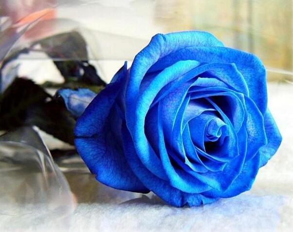 蓝玫瑰多少钱一枝,蓝玫瑰多少钱一束(枝数决定