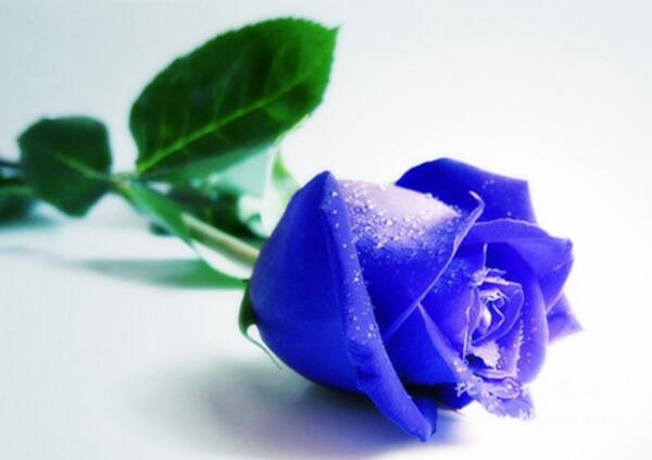 蓝玫瑰和蓝色妖姬的区别,转基因花与染色花