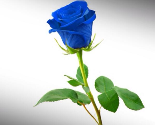 蓝玫瑰和蓝色妖姬的区别,转基因花与染色花