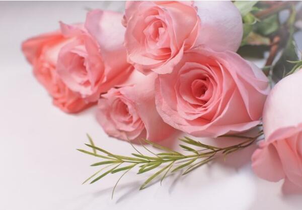粉色玫瑰花语,铭记于心的初恋
