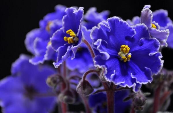 蓝色紫罗兰的花语