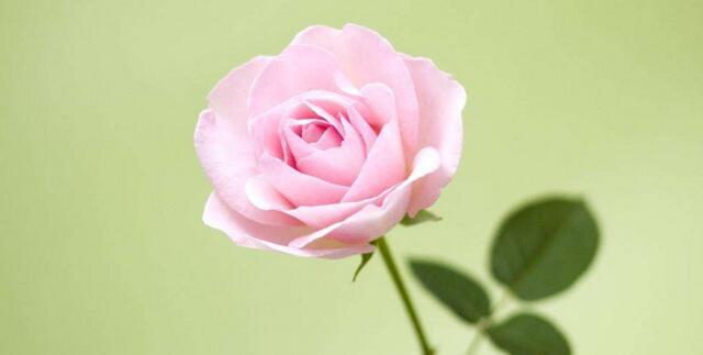 粉玫瑰多少钱一朵,5-20元之间(附花束价格大全)