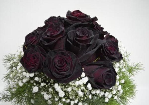 黑玫瑰多少钱一朵,黑玫瑰价格稍贵(60-500元)