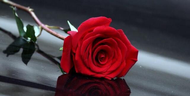 红玫瑰花语是什么,每一天都很爱你