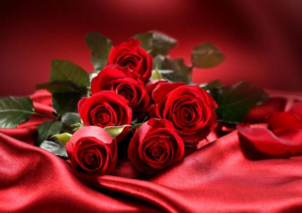 红玫瑰代表什么意思,恋人间表达炽热爱意