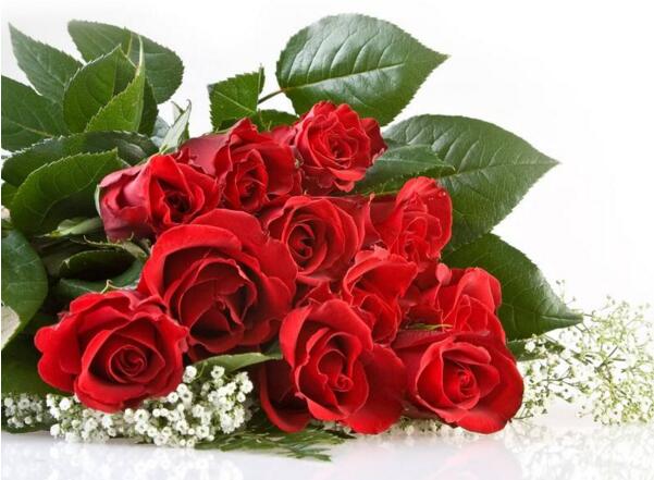 红玫瑰代表什么意思,恋人间表达炽热爱意