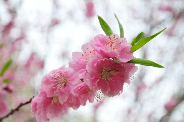 春节开的花有哪些,盘点10种春节开花的花卉(花开富贵)