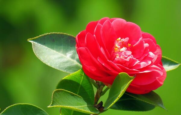 红色山茶花的花语 天生丽质难自弃