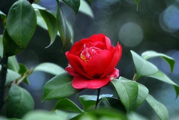 红色山茶花的花语 天生丽质难自弃