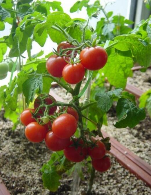 西红柿种植技术要点 盆栽西红柿种植方法步骤
