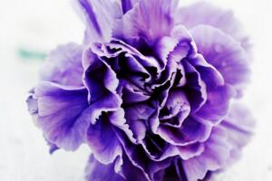 紫色康乃馨代表什么，紫色康乃馨花语代表什么(任性变幻莫测)
