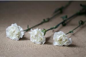 白色康乃馨代表什么，康乃馨为什么忌用白色(白康乃馨葬仪供花)