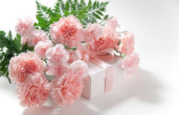 33支粉色康乃馨的花语，对妈妈的深情呼唤(家是最温暖的港湾)
