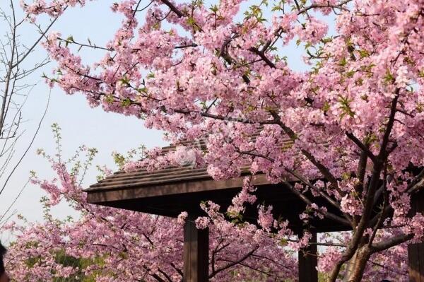 2018上海樱花节是什么时候 三月下旬(顾村公园)