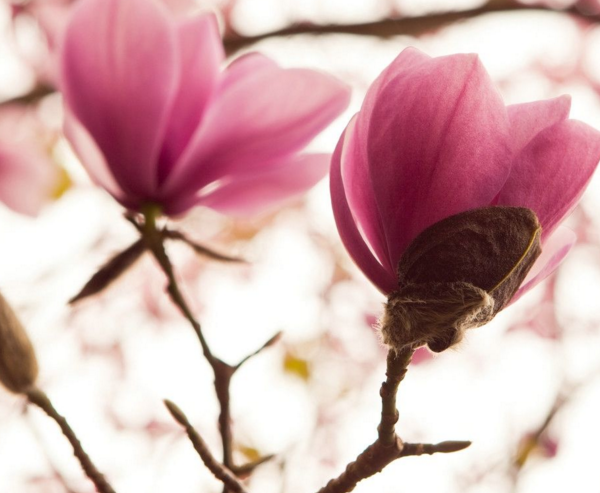 木兰花什么时候开花，木兰花开在春夏交替时(花期4-5月)
