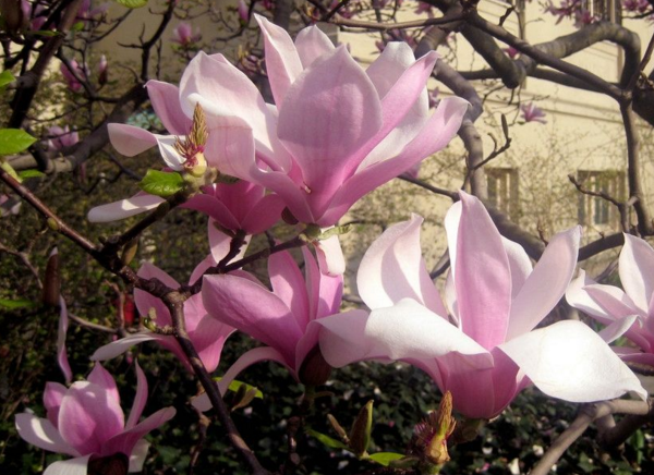 木兰花什么时候开花，木兰花开在春夏交替时(花期4-5月)