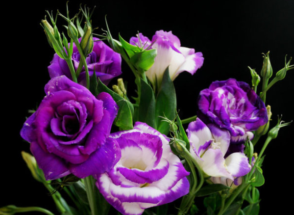 紫色的花有哪些 9种常见紫色的花卉图片 花语网
