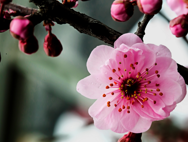 春天开的花有哪些，迎春花/樱花/梅花/水仙花(春天是赏樱季)