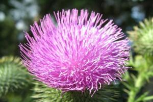 象征独立的花是什么，带刺的白蓟花(苏格兰的国花)