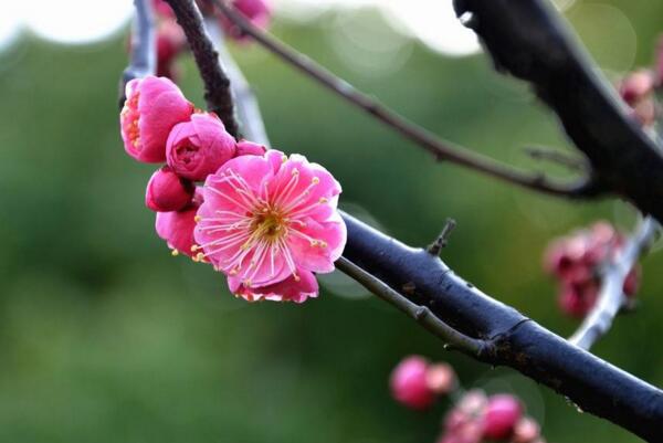 三月开的花有哪些 三月开的什么花 花语网