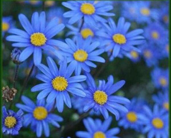 蓝色雏菊花语是什么，天真快乐永驻