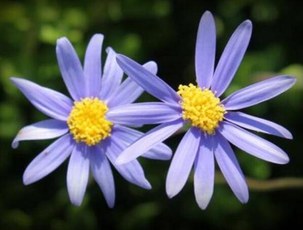 蓝色雏菊花语是什么，快乐永驻