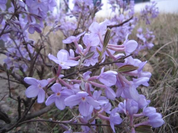 三月份适合种什么花 三月份种花种类大全 花语网