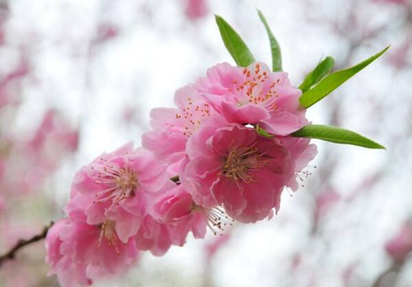 春天粉色的花有哪些，桃花不仅开粉色花还结粉色果子