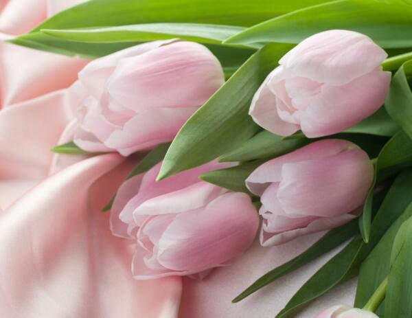 粉色郁金香代表什么，永远的爱和幸福