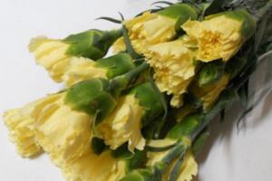 父亲节适合送什么花，黄玫瑰/向日葵/黄色康乃馨