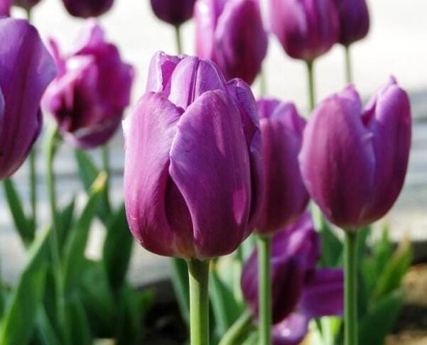 紫色郁金香的花语是什么 此生不悔和无尽的爱 花语网