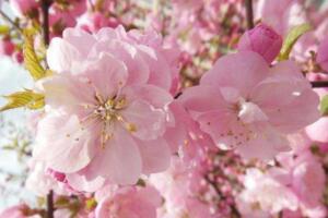 桃花象征什么意义，美好生活和健康长寿