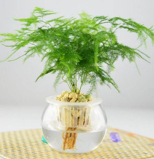 适合室内养的水生植物，盘点18种室内常见水生植物
