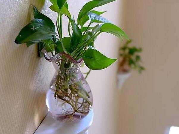 适合室内养的水生植物，盘点18种室内常见水生植物
