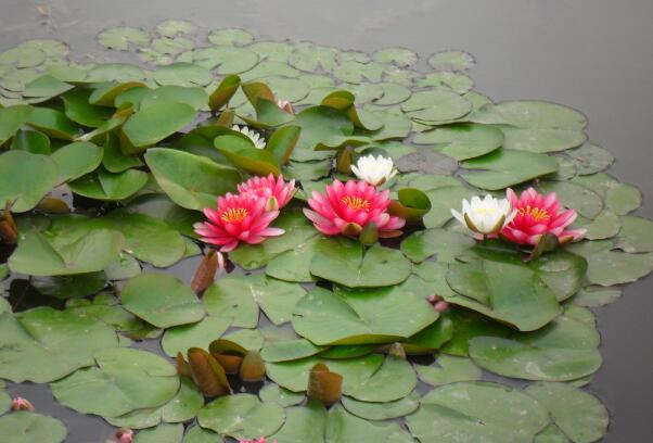 水生花卉有哪些，常见的水生花卉种类有哪些