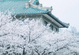 武大樱花图片，樱花下的武汉大学