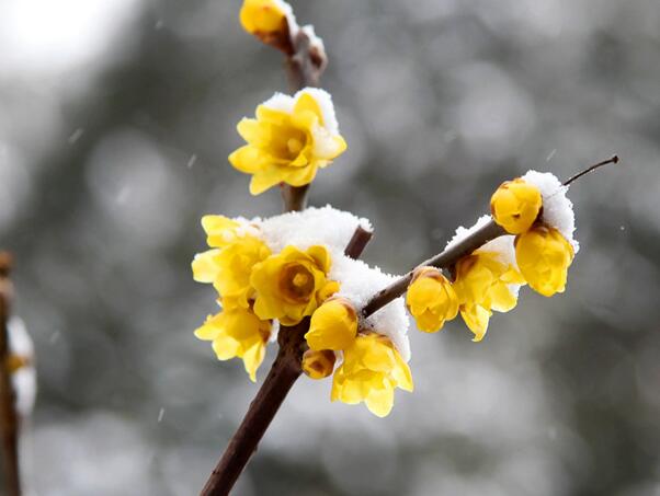 腊梅花什么时候开 腊梅开花时间12 3月 日本腊梅花期短 花语网