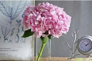 绣球花价格一般为多少，绣球花盆栽和花束价格(20-60元)