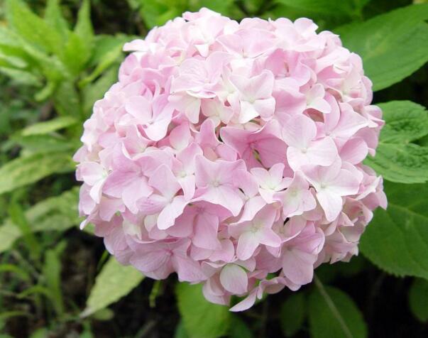 粉色绣球花的花语，期待美好的爱情