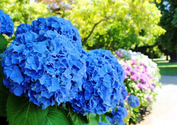 蓝色绣球花花语是什么，浪漫和美满