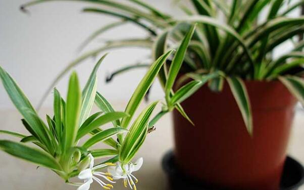 卧室放什么植物最好，14种有助空气净化的绿植