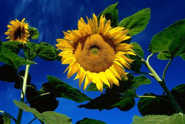 向日葵为什么向着太阳，实则植物生长素所致
