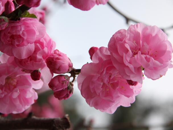 榆叶梅什么时候开花，榆叶梅开花时间3-4月(花期10-15天)