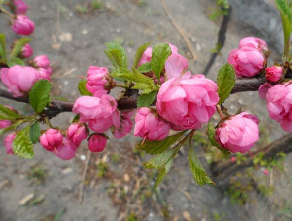 榆叶梅什么时候开花，榆叶梅开花时间3-4月(花期10-15天)
