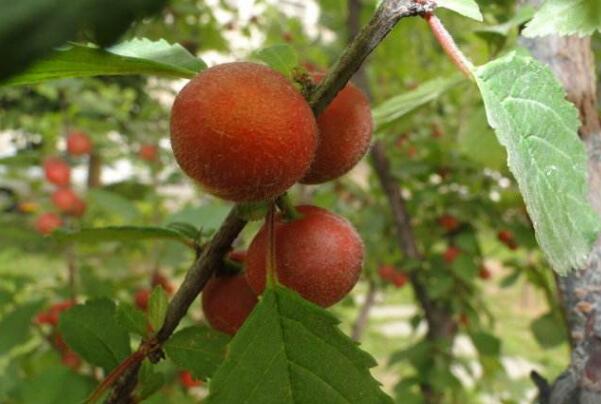 榆叶梅结的果能吃吗，榆叶梅果实有哪些作用